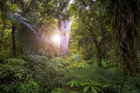 Tanemahuta - Waipoua Forest
