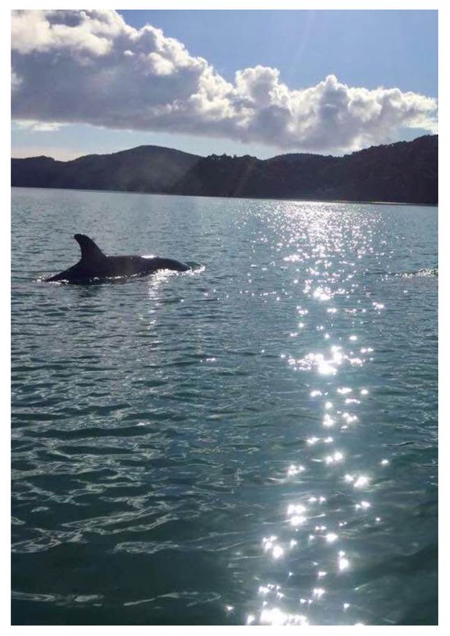 A dolphin jumping out of the water

Description automatically generated