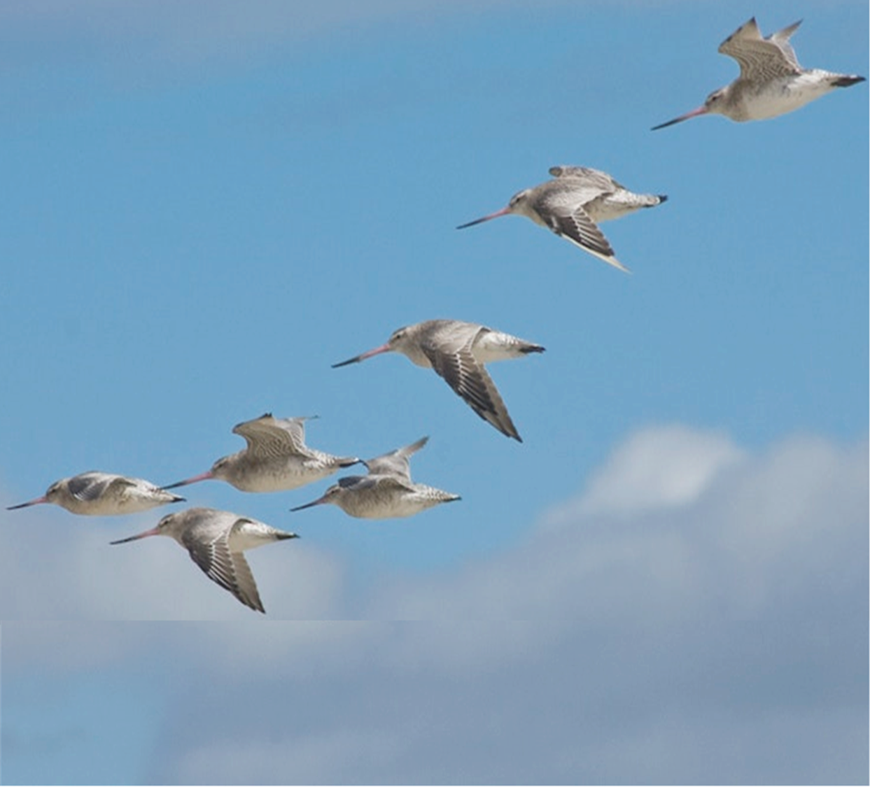 A group of birds flying in the sky

AI-generated content may be incorrect.