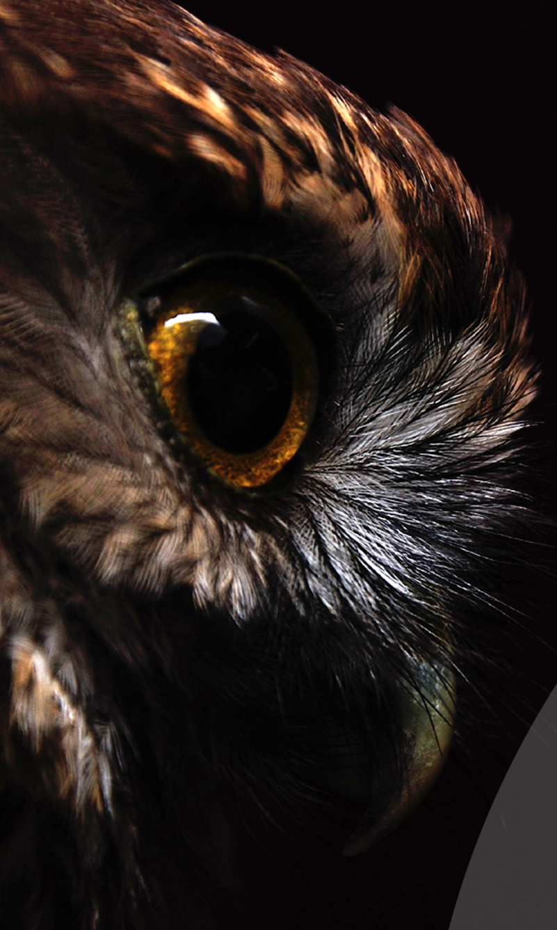 Close up of an owl's eye

AI-generated content may be incorrect.