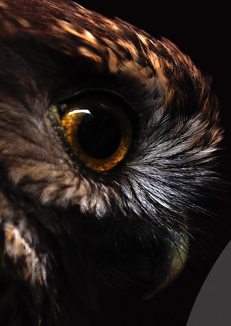 Close up of an owl's eye
AI-generated content may be incorrect.