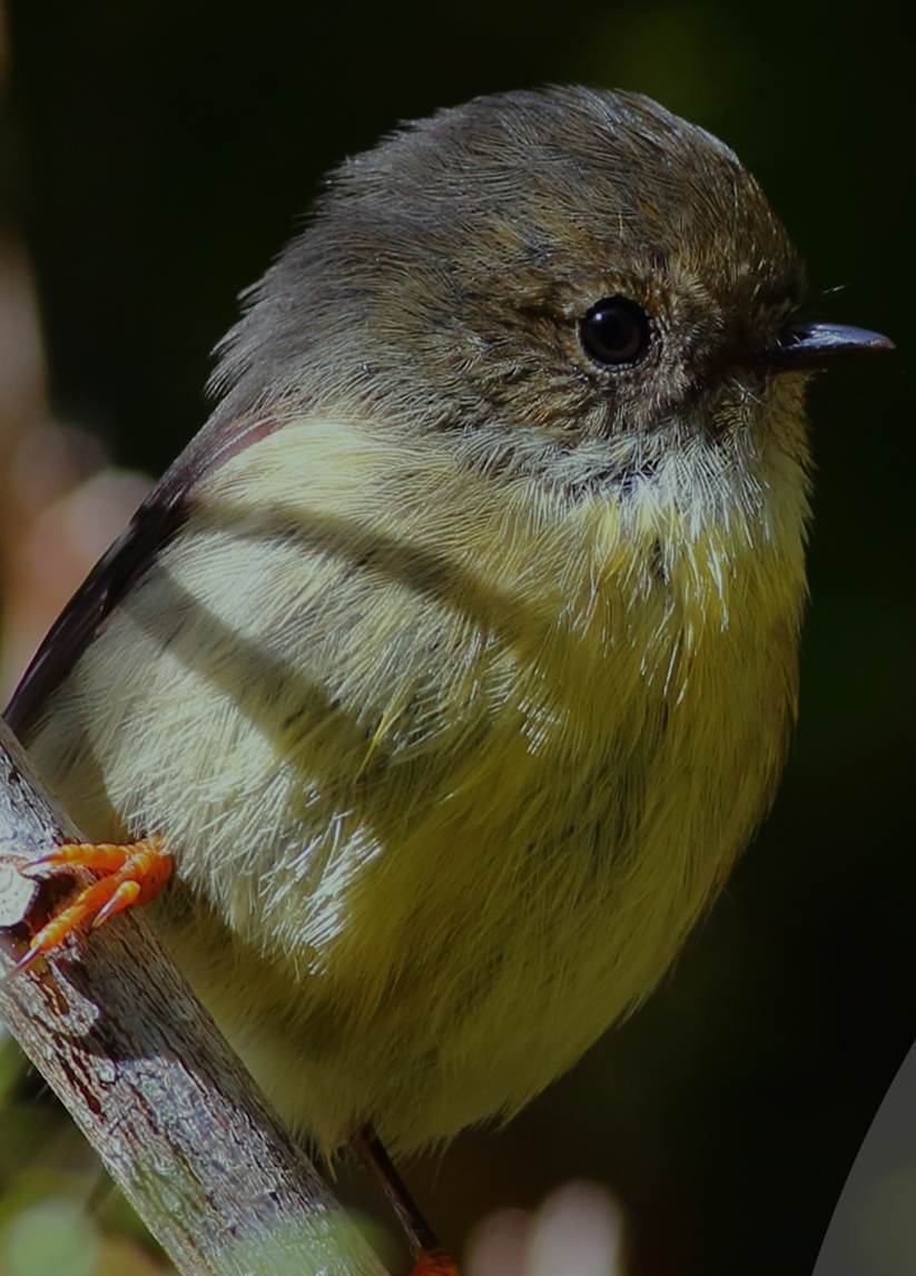 A bird on a branch
Description automatically generated
